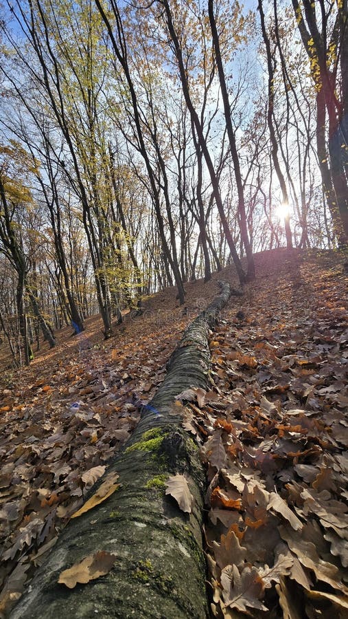 Grön trädsbit på skogsmark omgiven av guldbrunblad en solig höstdag. Cluj Rumänien