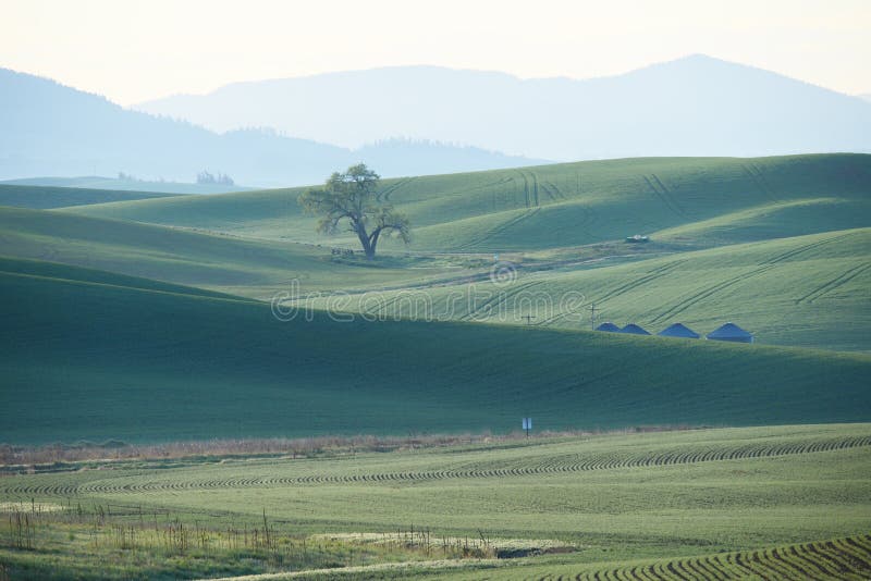 Grön vetekulle från palouse royaltyfria foton Grön vetekulle från palouse royaltyfria foton