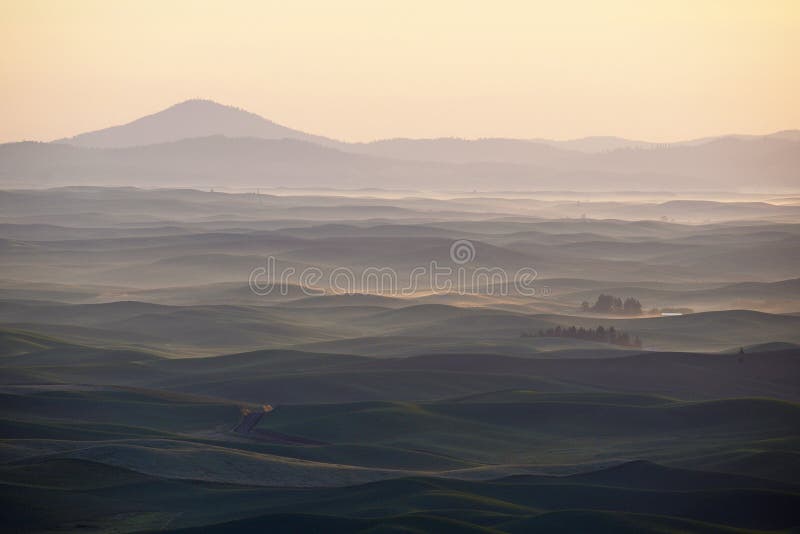 Grön vetekulle från palouse arkivbilder Grön vetekulle från palouse arkivbilder