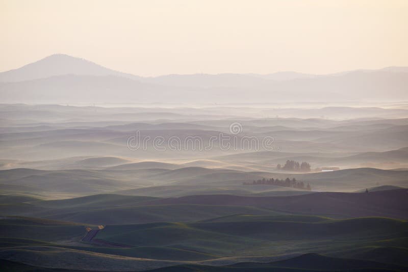 Grön vetekulle från palouse royaltyfri bild Grön vetekulle från palouse royaltyfri bild