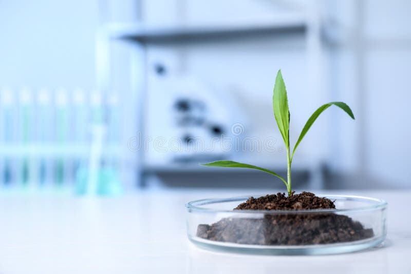 Green plant in Petri dish on table in laboratory. Biological chemistry. Green plant in Petri dish on table in laboratory. Biological chemistry