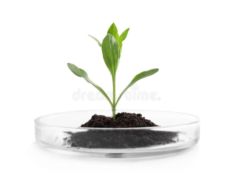 Green plant with soil in Petri dish isolated on white. Biological chemistry. Green plant with soil in Petri dish isolated on white. Biological chemistry