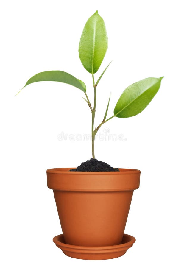 Grön växt som växer i kruka