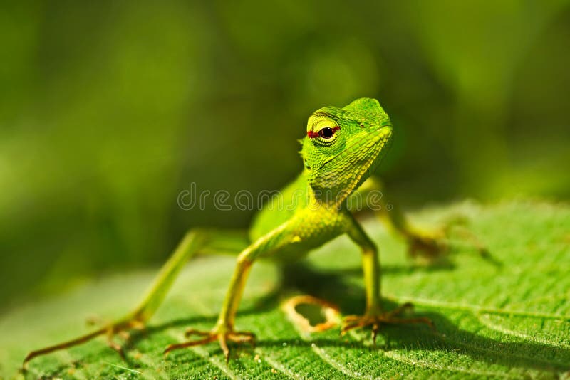 Grön ödla Härligt djur i naturlivsmiljön Ödla från ödlan för trädgård för skoggräsplan, Calotes calotes, detaljögonportrai royaltyfria foton Grön ödla Härligt djur i naturlivsmiljön Ödla från ödlan för trädgård för skoggräsplan, Calotes calotes, detaljögonportrai royaltyfria foton