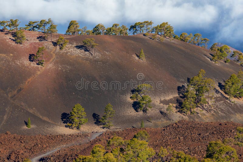 Gröna barrträd på torr röd jord av den Tenerife ön ovanför molnen