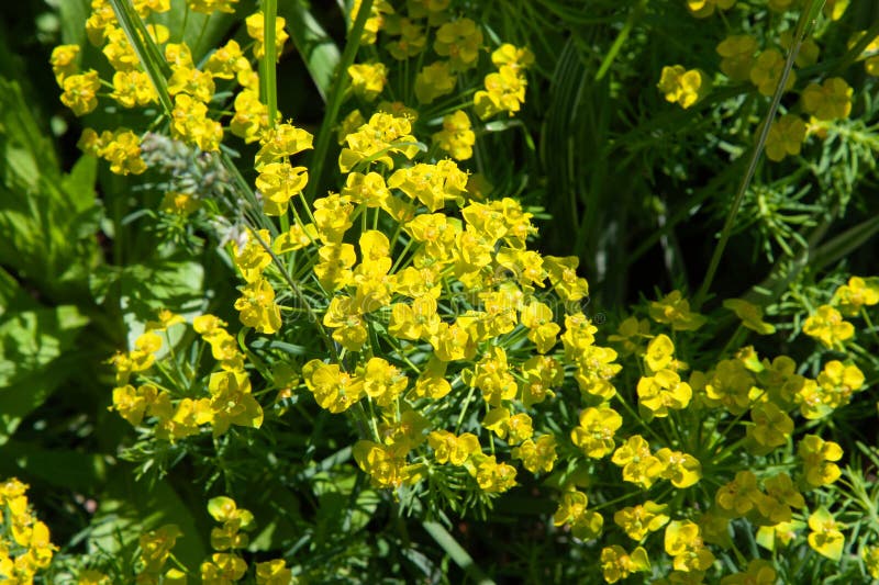Gröna blommor av myrtian Euphorbia Euphorbia myrsinites blue spush eller bredleaved glaucoussptränge. Vackra mjölkblommor royaltyfria bilder