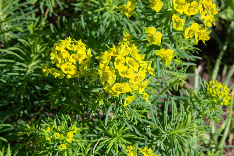 Gröna blommor av myrtian Euphorbia Euphorbia myrsinites blue spush eller bredleaved glaucoussptränge. Vackra mjölkblommor arkivfoto