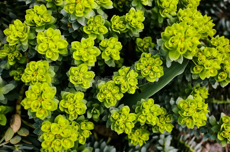 Gröna blommor av myrtle euphorbia euphorbia myrsinites de myrtle spyrkes blue spyrkes eller bredleaved glaucousspyrkes royaltyfria bilder