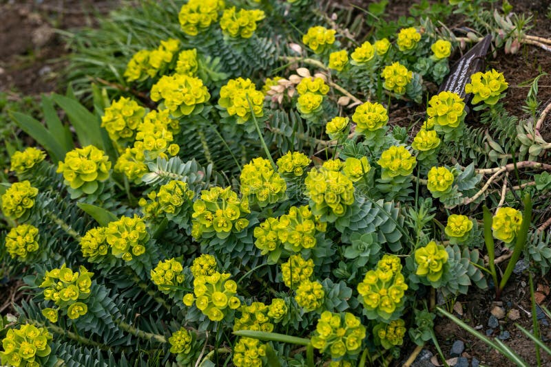 Gröna blommor av myrtle euphorbia myrsinites royaltyfria bilder