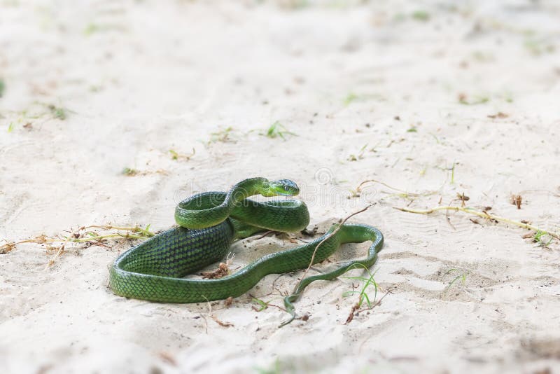 Gröna Cat Snake på stranden, bondvischadjur i Thailand arkivbild Gröna Cat Snake på stranden, bondvischadjur i Thailand arkivbild