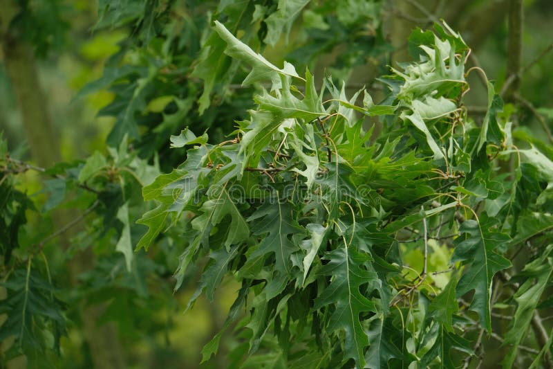 Gröna ekförgreningar i vackra, ljusa, unga gröna blad marshekekekakräka quercus palustris i sommarparkens picturesque fotografering för bildbyråer