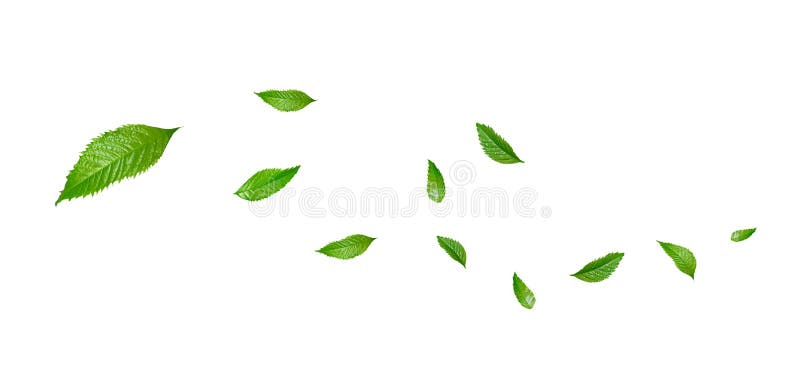 Gröna flytande blad som flyger blad ger grön lövdans luft renare atmosfär enkel huvudbild arkivbilder