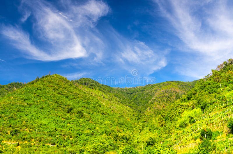 Gröna kullar med vingårdbuskar och träd, blå himmel med genomskinliga vita moln kopierar utrymmebakgrund, sikt från Corniglia som