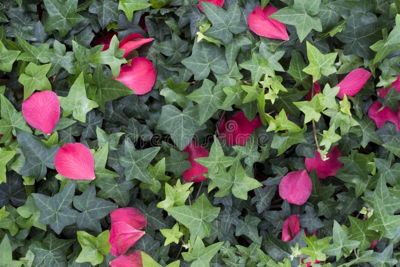 Gröna murgröna- och rosa färgkameliakronblad royaltyfria bilder Gröna murgröna- och rosa färgkameliakronblad royaltyfria bilder