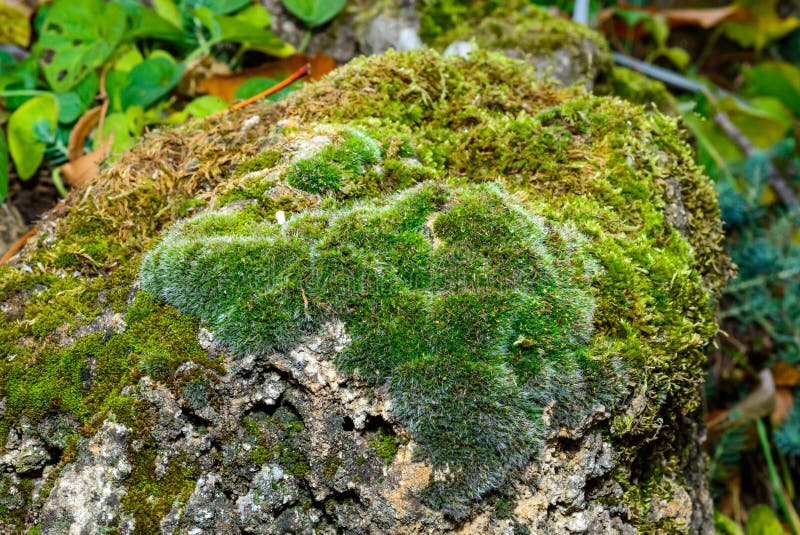 Gröna myggor odlas på naturliga skalstenar ukraine arkivbilder