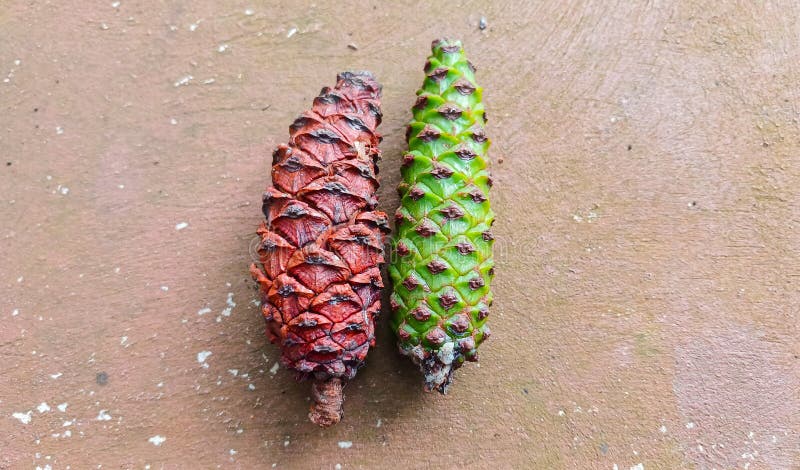 Gröna och bruna blommor sida vid sida på cementgolvet. Indonesien 28 januari 2025 fotografering för bildbyråer