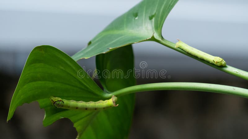2 green caterpillars on a green leaf with a heart shaped image. 2 green caterpillars on a green leaf with a heart shaped image