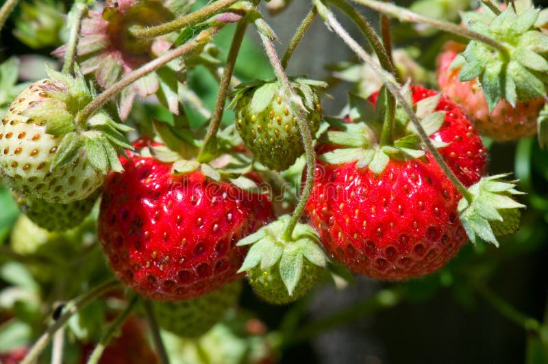 Wild strawberries plant with green leaves, red and green berries. Wild strawberries plant with green leaves, red and green berries