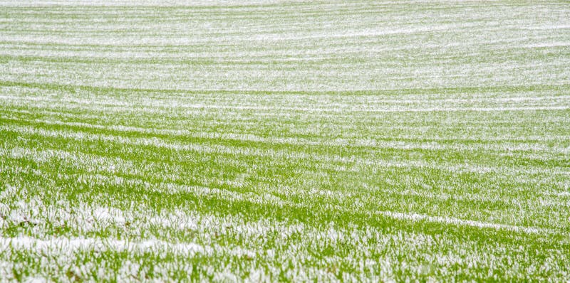 Gröna små grödor på våren med snö arkivbilder