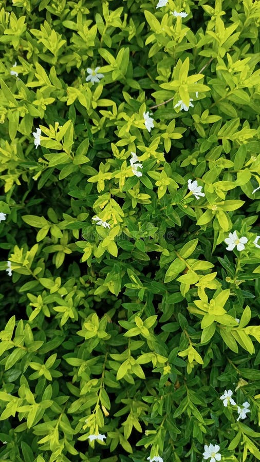 Gröna små planteringsblad som är användbara för affischbakgrunden arkivfoton