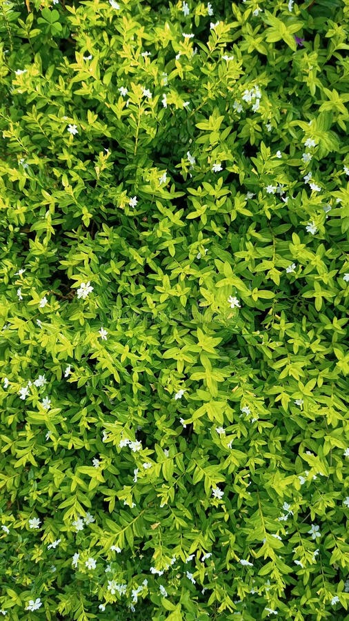 Gröna små planteringsblad som är användbara för affischbakgrunden royaltyfria foton