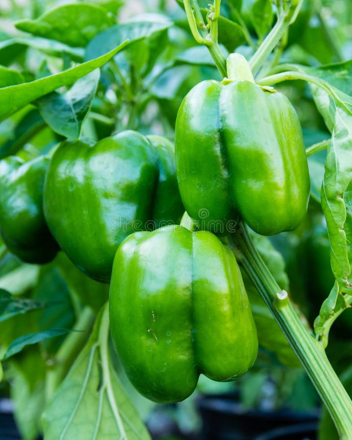 Gröna spanska peppar som växer i trädgården arkivbild