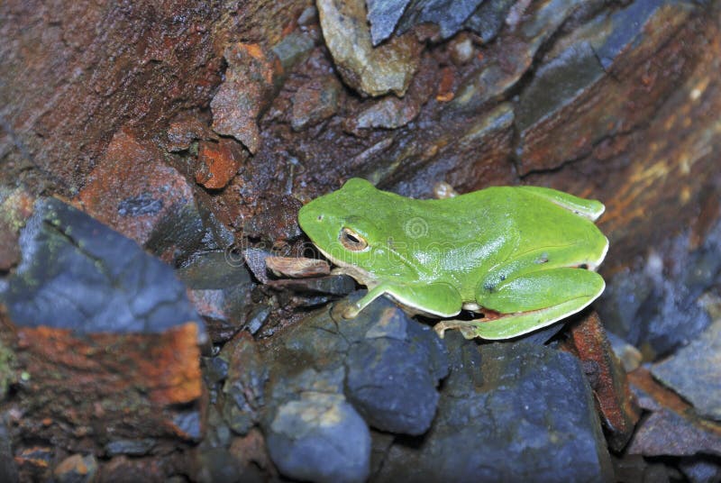 Gröna Treefrog är Taiwan endemiskart arkivfoto Gröna Treefrog är Taiwan endemiskart arkivfoto