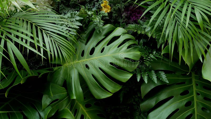 Gröna tropiska sidor Monstera, gömma i handflatan, ormbunken och bakgrunden för dekorativa växter arkivfoto