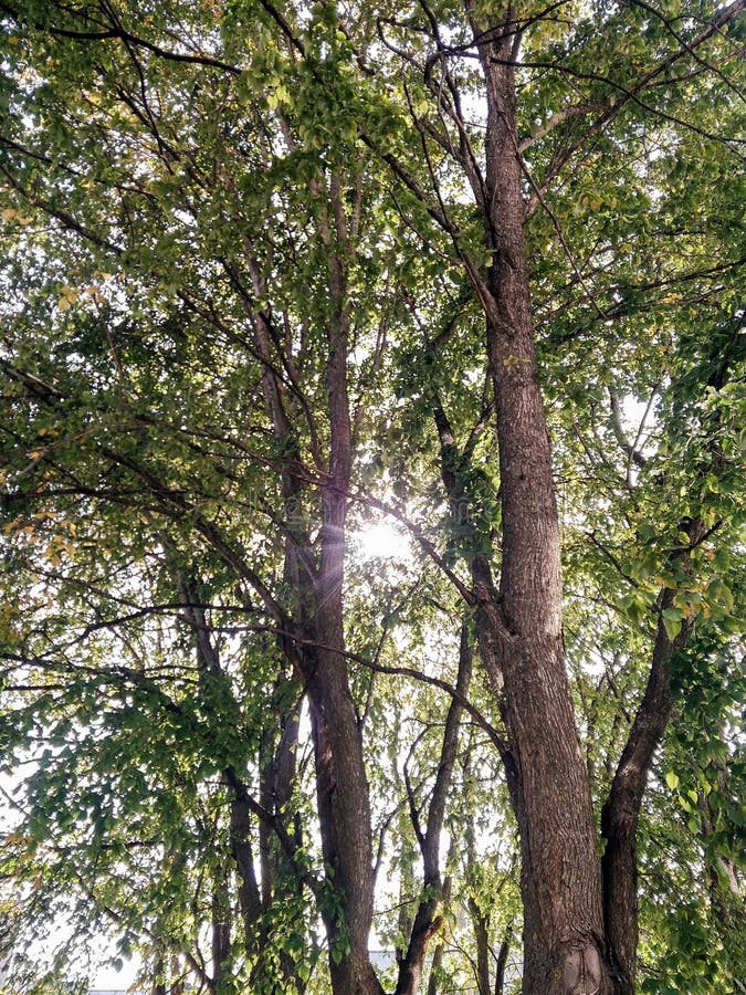 Gröna trädkronor arkivfoto Gröna trädkronor arkivfoto
