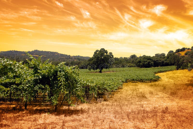 Gröna vines för druva. För handoaken för druvan tonade grön tobak för skyen treen under vines