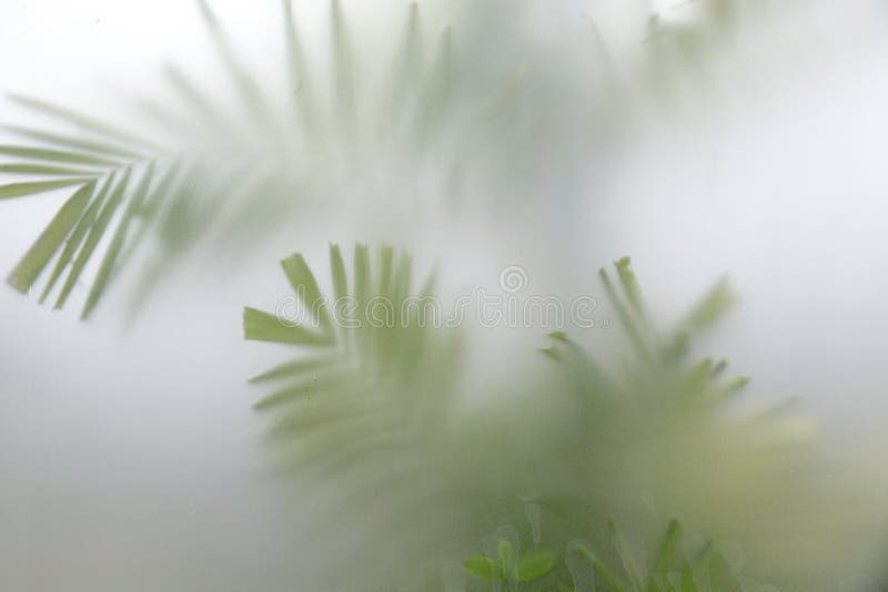 Gröna växter i dimma med stjälkar och blad bakom frostat glas fotografering för bildbyråer