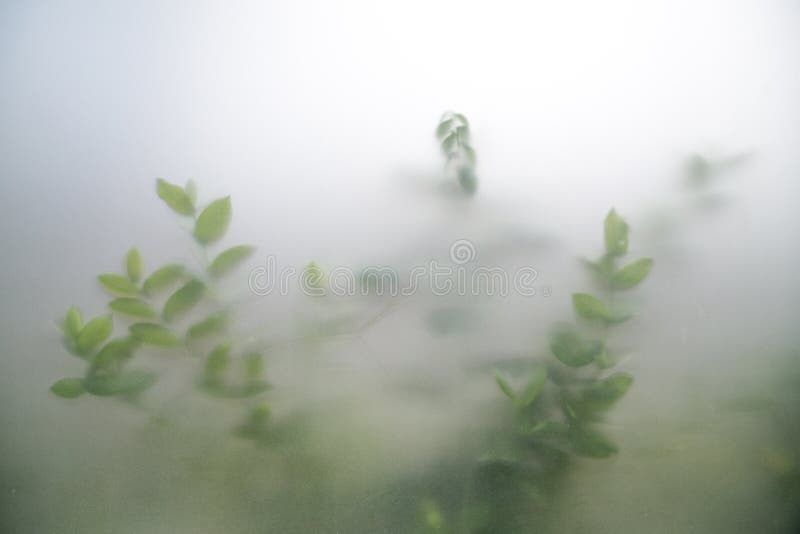 Gröna växter i dimma med stjälkar och blad bakom frostat glas royaltyfri bild