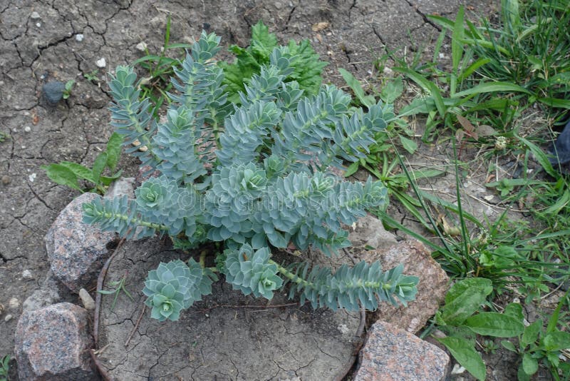 Grönaktig blå blad av euphorbia myrsinites in july arkivbild