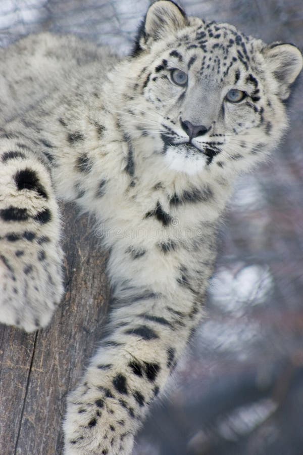 A snow leopard cub looking into the camera while laying ontop of a stump. A snow leopard cub looking into the camera while laying ontop of a stump