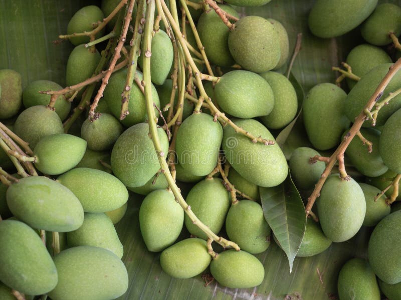 Grönmango för försäljning på marknaden i 'Closeup top view' arkivbild