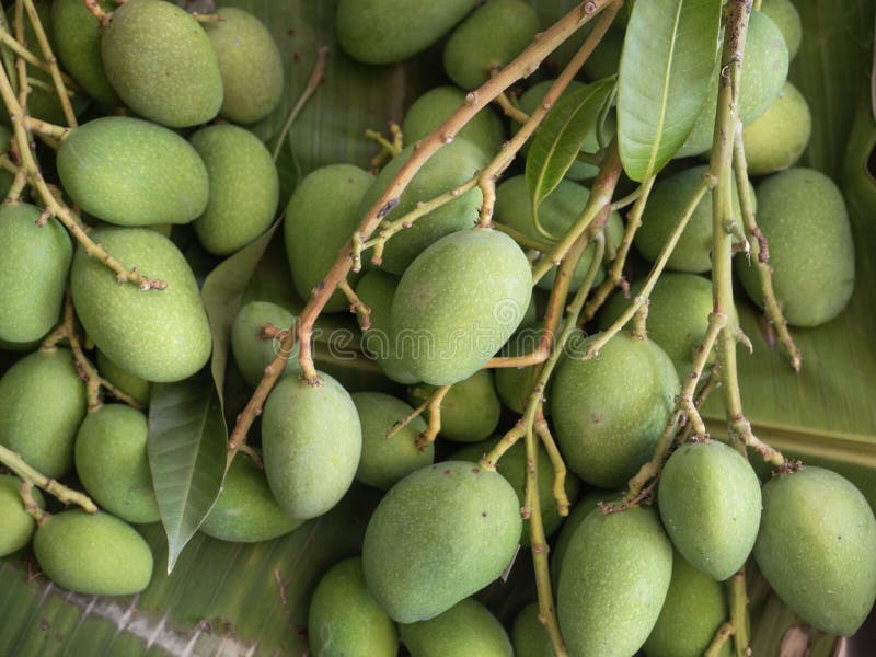 Grönmango för försäljning på marknaden i 'Closeup top view' royaltyfri fotografi