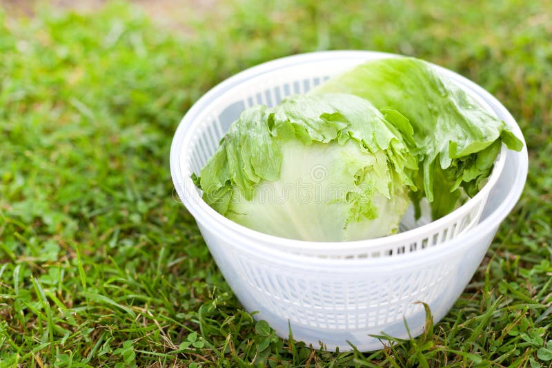 Salad spinner with iceberg and red lettuce, diet concept. Salad spinner with iceberg and red lettuce, diet concept