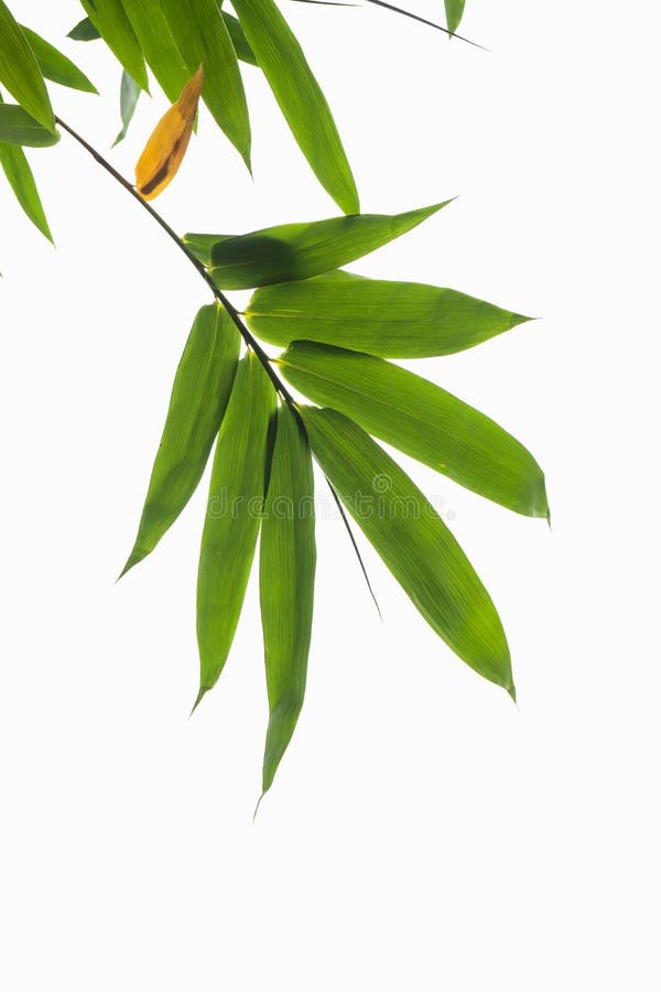Grönt bambublad, grön tropisk lövverktextur som isoleras på vit bakgrund av mappen med den snabba banan royaltyfri foto Grönt bambublad, grön tropisk lövverktextur som isoleras på vit bakgrund av mappen med den snabba banan royaltyfri foto
