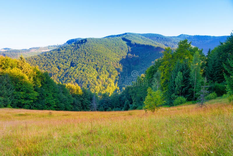 Grönt berg som täckas med skogen arkivbild