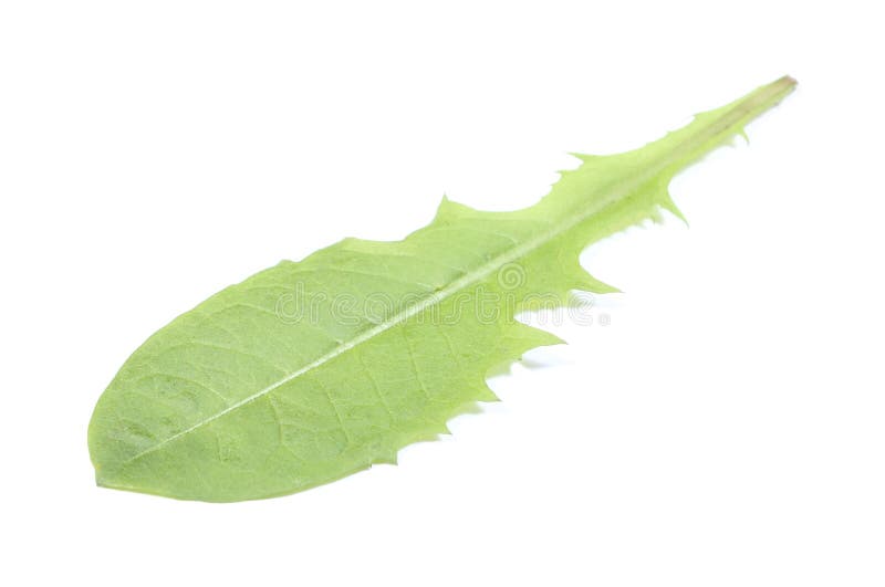 Grönt blad av maskrosen på vit bakgrund royaltyfri bild Grönt blad av maskrosen på vit bakgrund royaltyfri bild