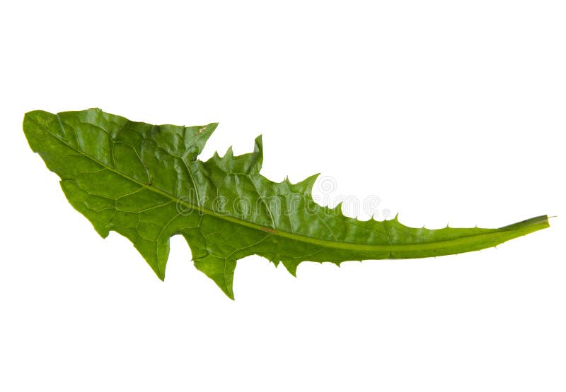 Grönt blad av maskrosen som isoleras på vit bakgrund arkivfoto Grönt blad av maskrosen som isoleras på vit bakgrund arkivfoto