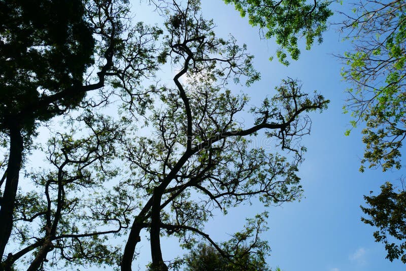 Grönt bladgräs i trädgården arkivfoto
