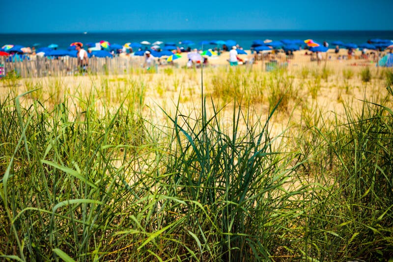 Grönt dyngräs på stranden royaltyfri bild Grönt dyngräs på stranden royaltyfri bild