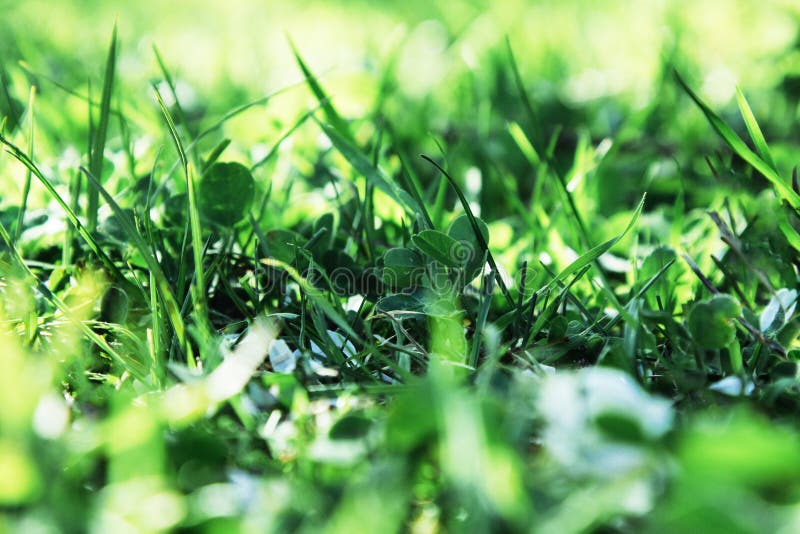 Grönt gräs i solen, bokehbakgrund av regndroppar arkivbild Grönt gräs i solen, bokehbakgrund av regndroppar arkivbild