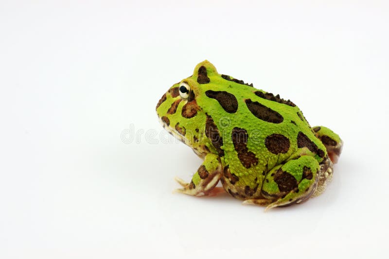 grönt horned för groda royaltyfria foton grönt horned för groda royaltyfria foton
