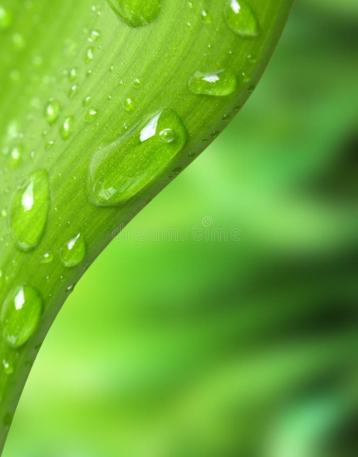 grönt leafvatten för droppar royaltyfri bild grönt leafvatten för droppar royaltyfri bild