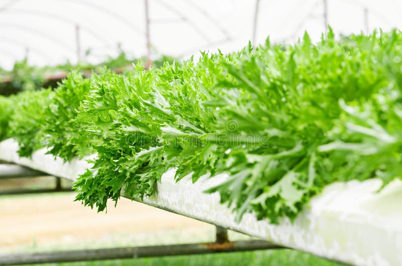 Grönt Vege Hydroponic lantbruk royaltyfri bild Grönt Vege Hydroponic lantbruk royaltyfri bild