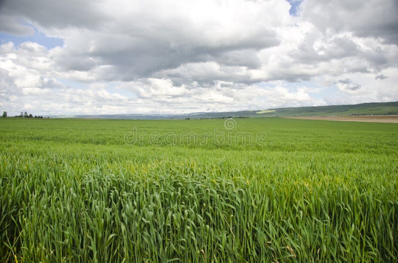 grönt vete för fält arkivfoto grönt vete för fält arkivfoto