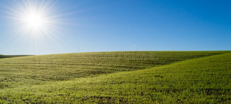 Grönt vetefält under morgonsolen royaltyfri fotografi Grönt vetefält under morgonsolen royaltyfri fotografi