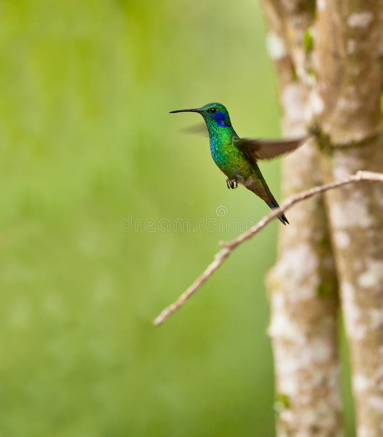 grönt violetear för flyg royaltyfri foto grönt violetear för flyg royaltyfri foto